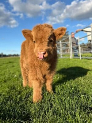 Gomez 5-month-old Mini Highland Bull