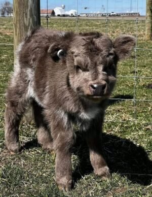 Thor 5-month-old Mini Highland Bull