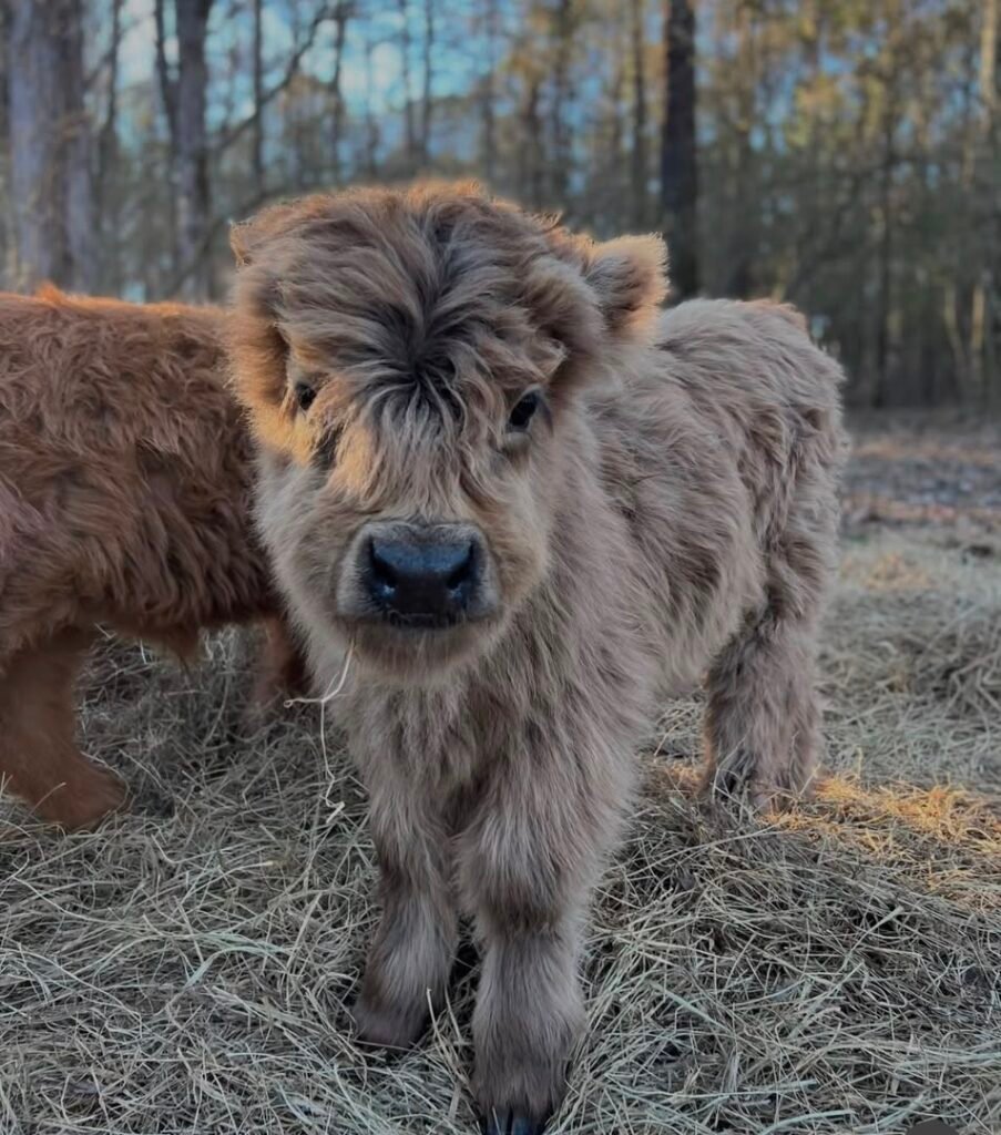 Young female Highland cattle in a green pasture