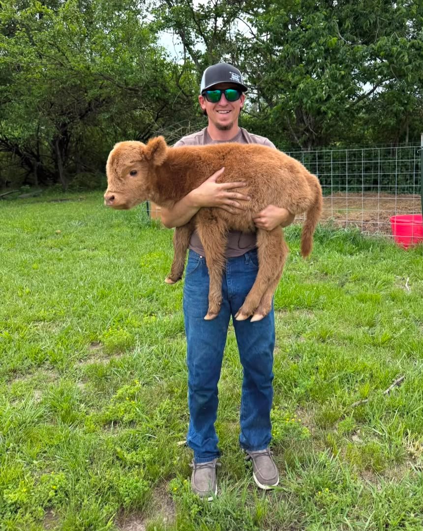 Mini Highland cow for sale at Willow Creek Mini Highlands