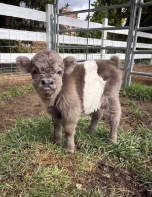 Oliver, a 4-month-old Mini Highland Bull