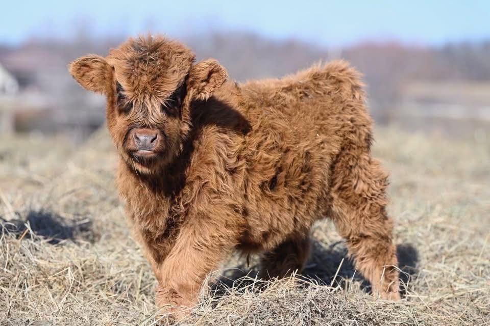  Two Highland cattle standing together in pasture