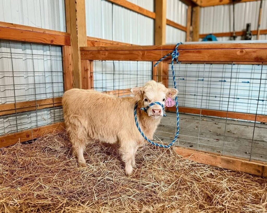 Buyer discussing cattle with a livestock breeder