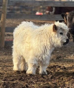 Daisy 5-month-old Mini Highland Heifer