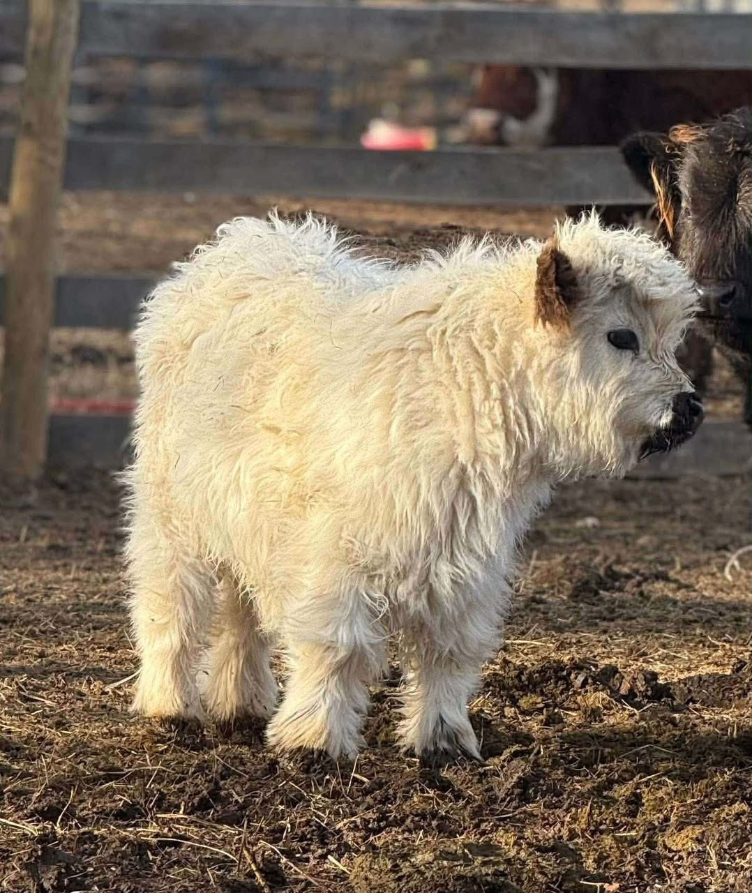 Daisy 5-month-old Mini Highland Heifer