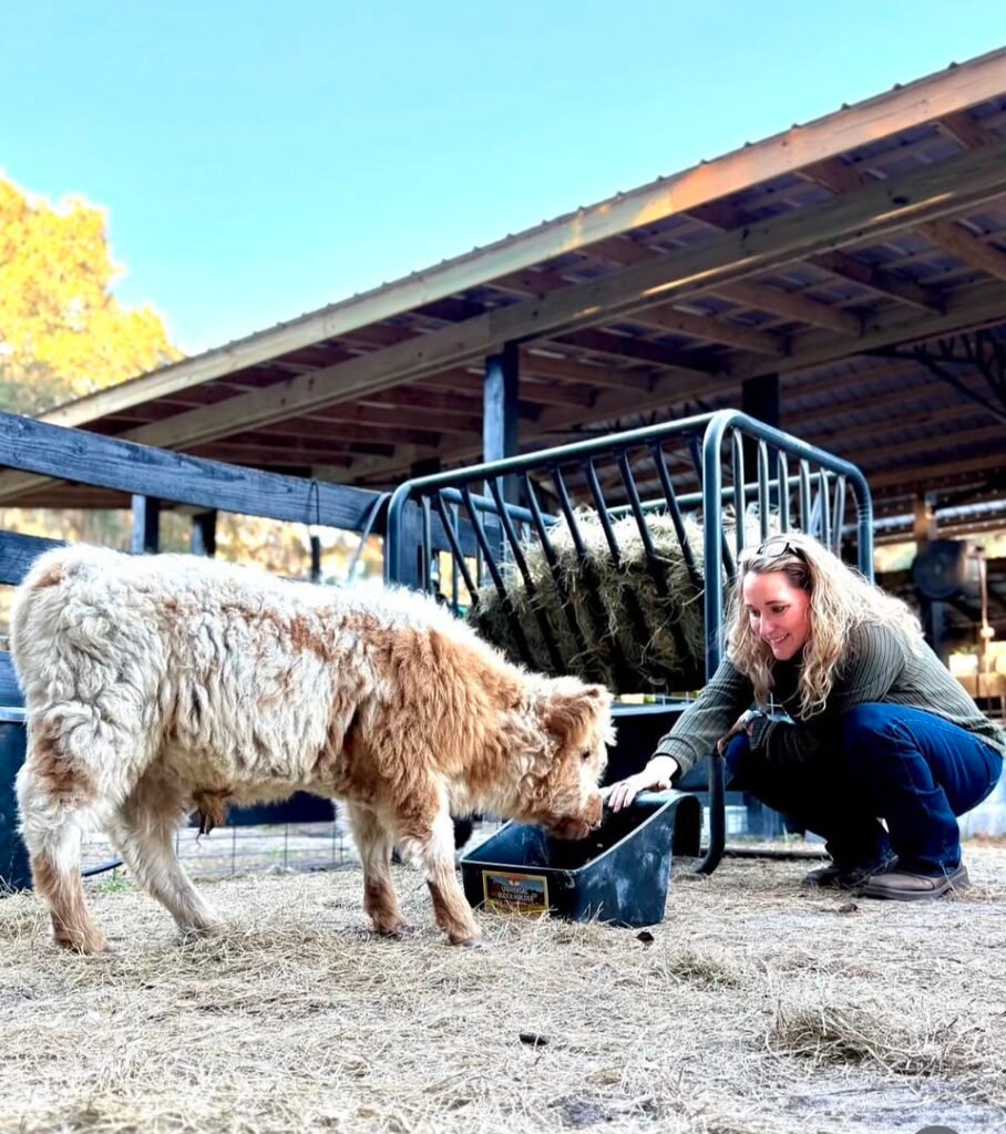  Secure pasture prepared for Mini Highland cattle