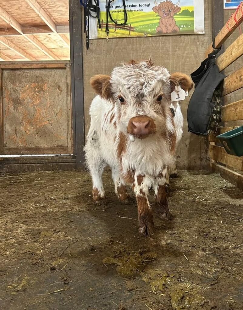 Mini Highland cow behind secure livestock fencing