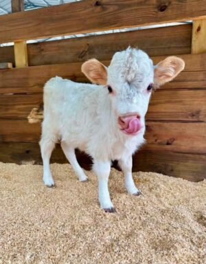 Ruby 4 month old female Mini Highland Heifer