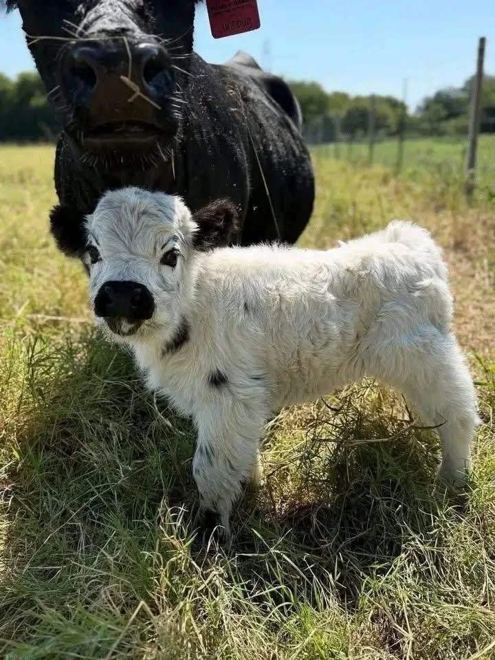 Daisy 5-month-old Mini Highland Heifer