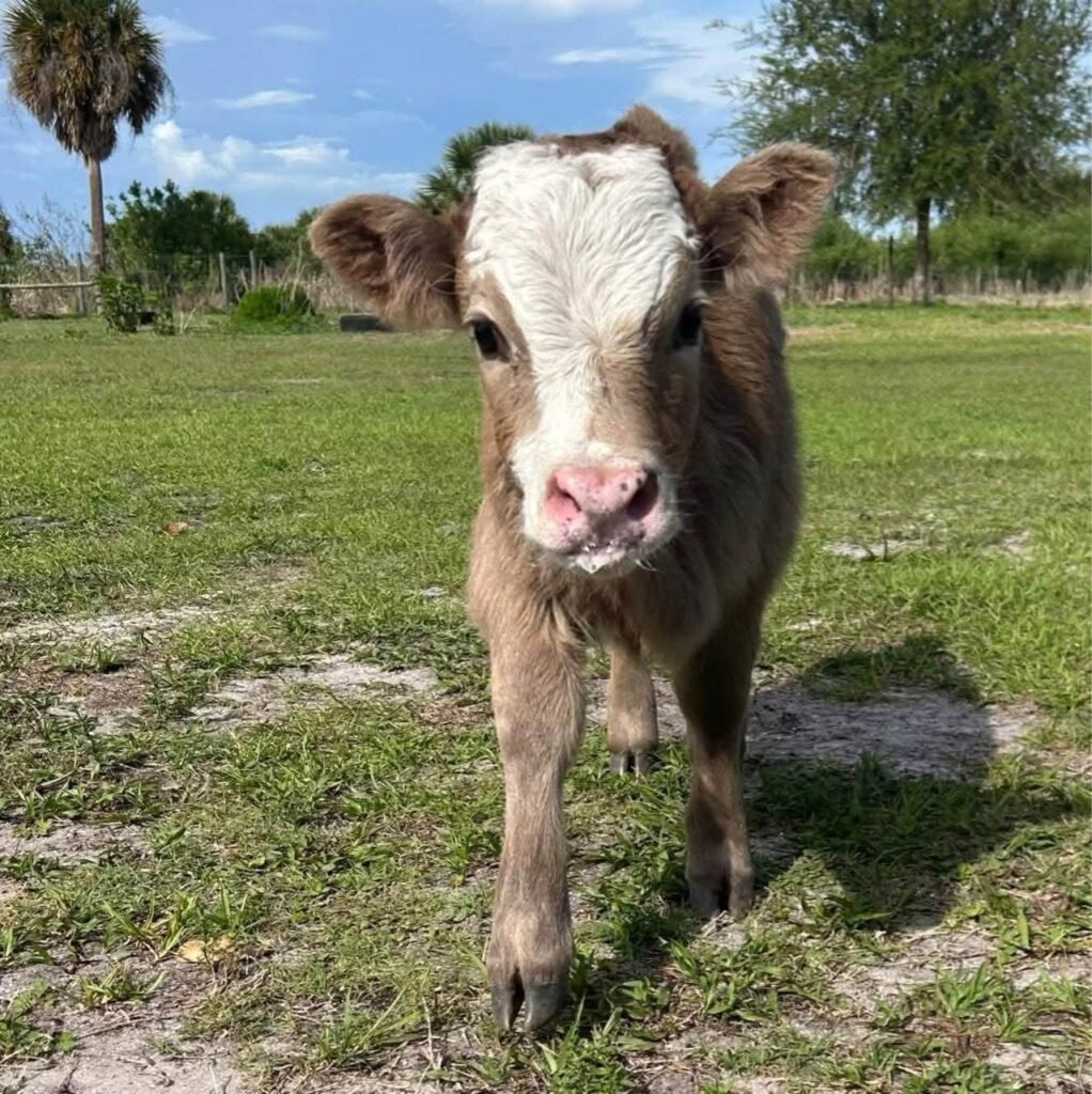Mini Highland cow grazing on healthy pasture