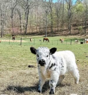 Buster 4 month old male Mini Highland Bull
