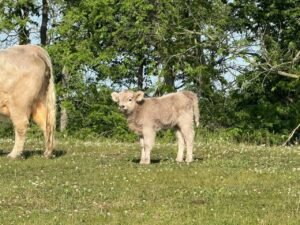 Dove 4 month old female Mini Highland Cow