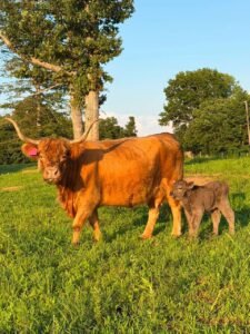 Mini Highland cow grazing on pasture