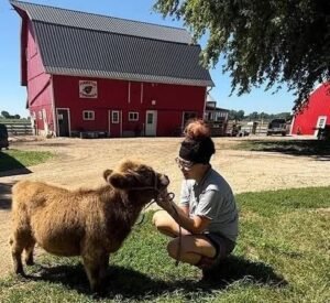 Teddy 4 month old male Mini Highland Bull
