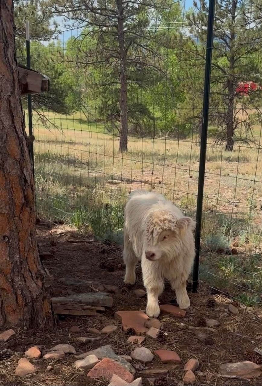 Max 4 month old male Mini Highland Bull