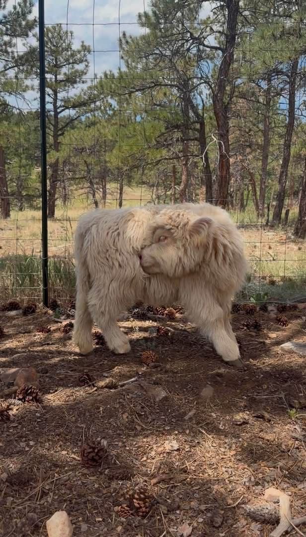 Max 4 month old male Mini Highland Bull