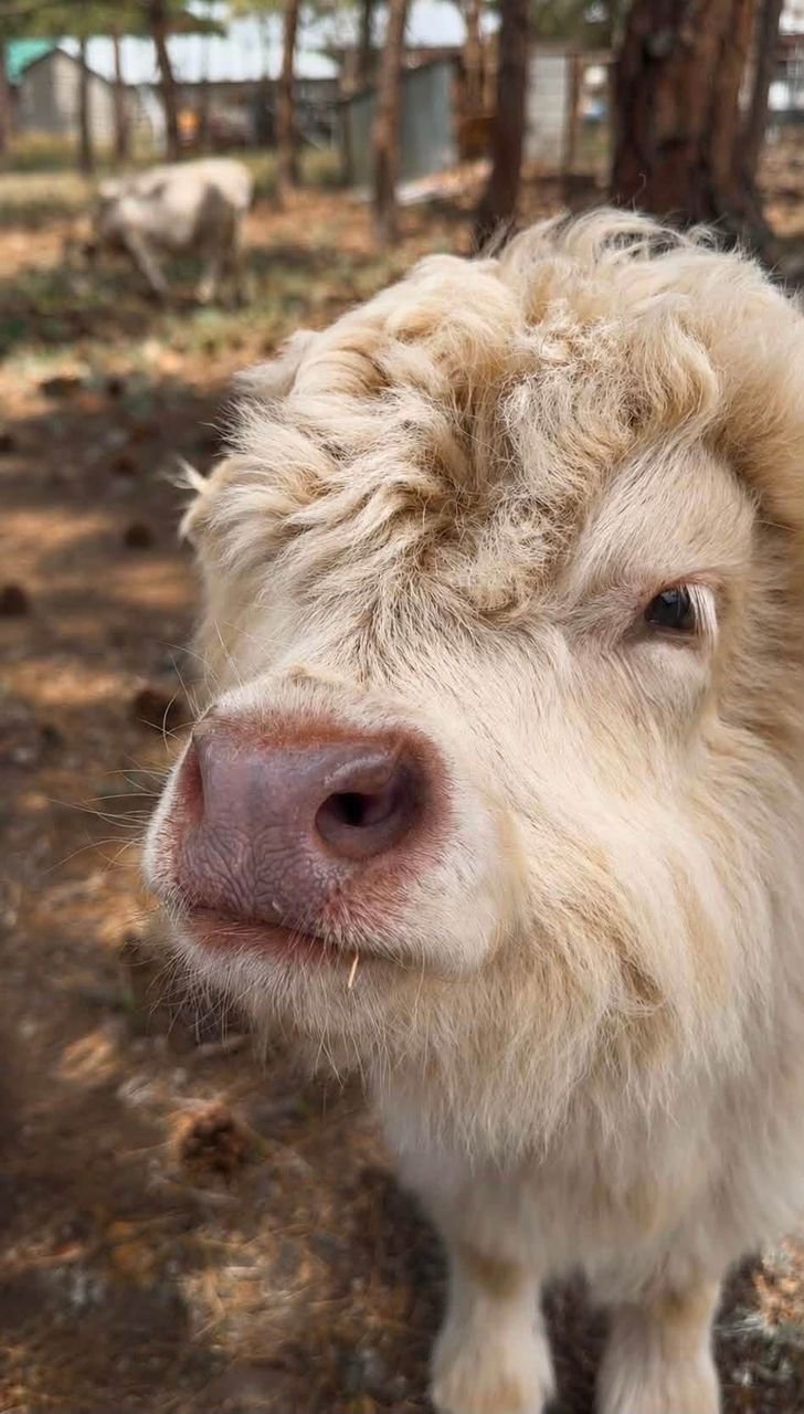 Max 4 month old male Mini Highland Bull