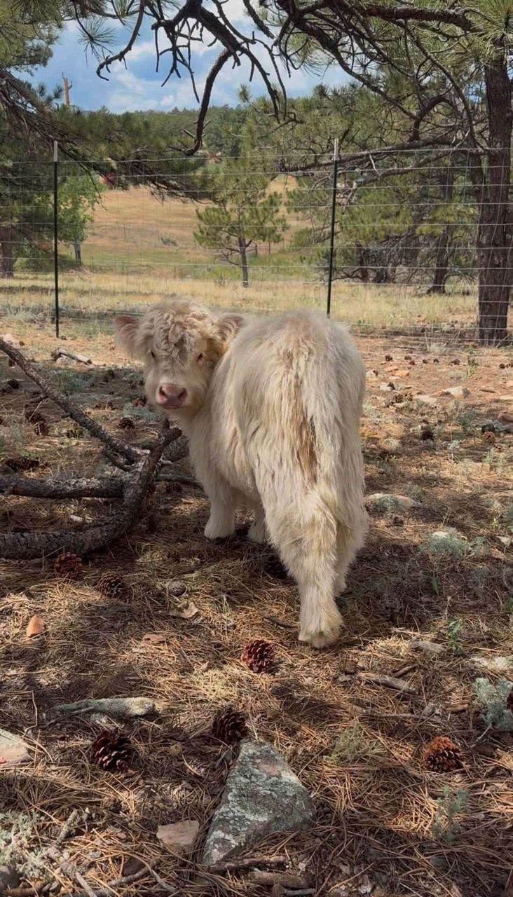 Max 4 month old male Mini Highland Bull