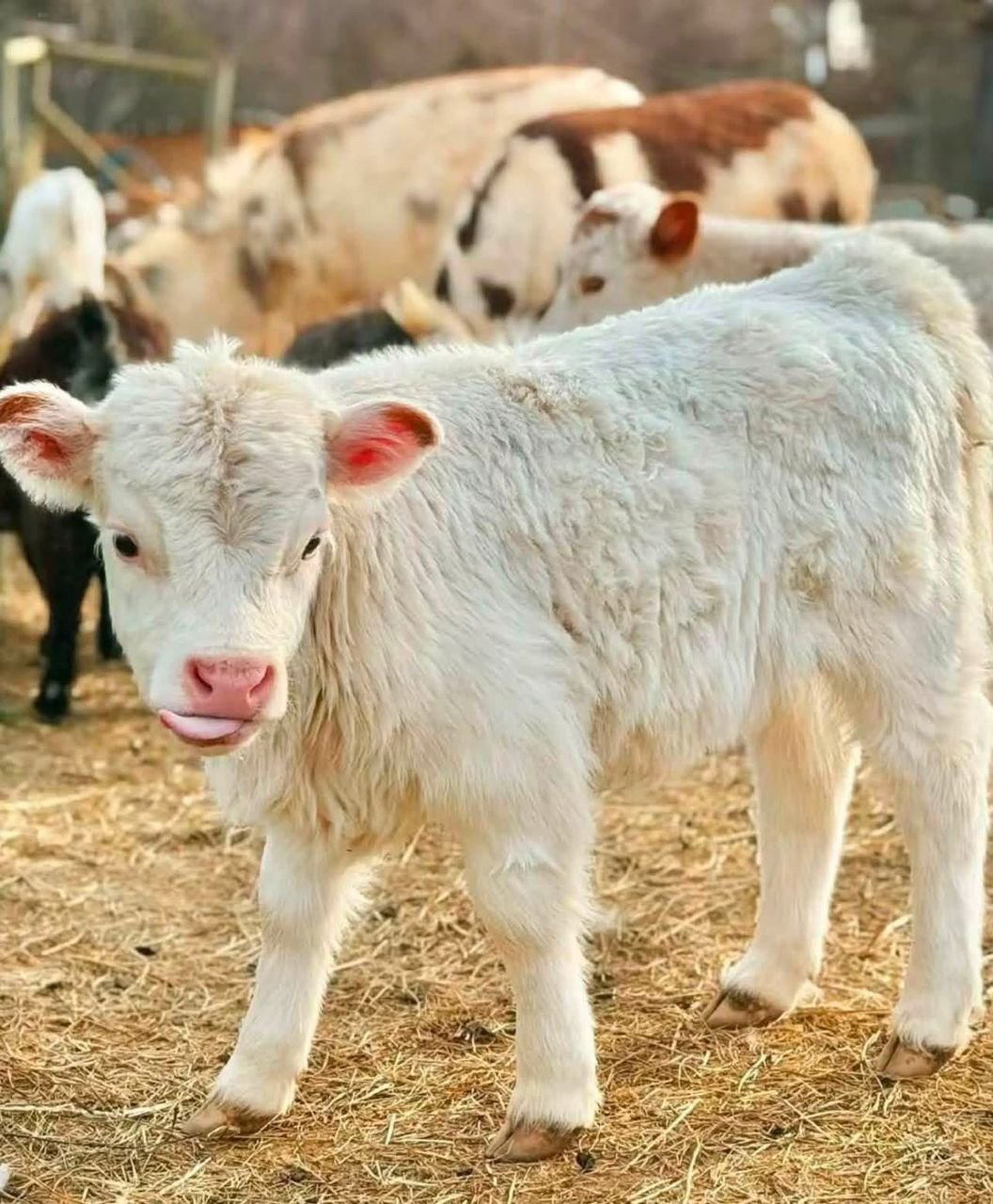 Willow 4 month old female Mini Highland Heifer