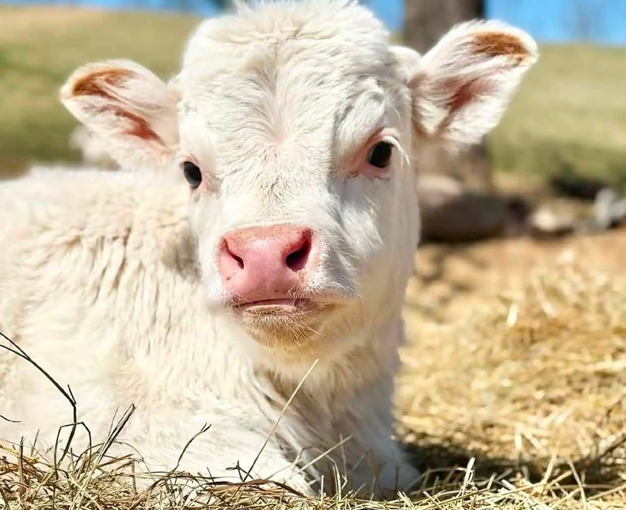 4-month-old-mini-highland-heifer-willow