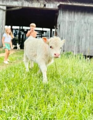 Willow 4 month old female Mini Highland Heifer