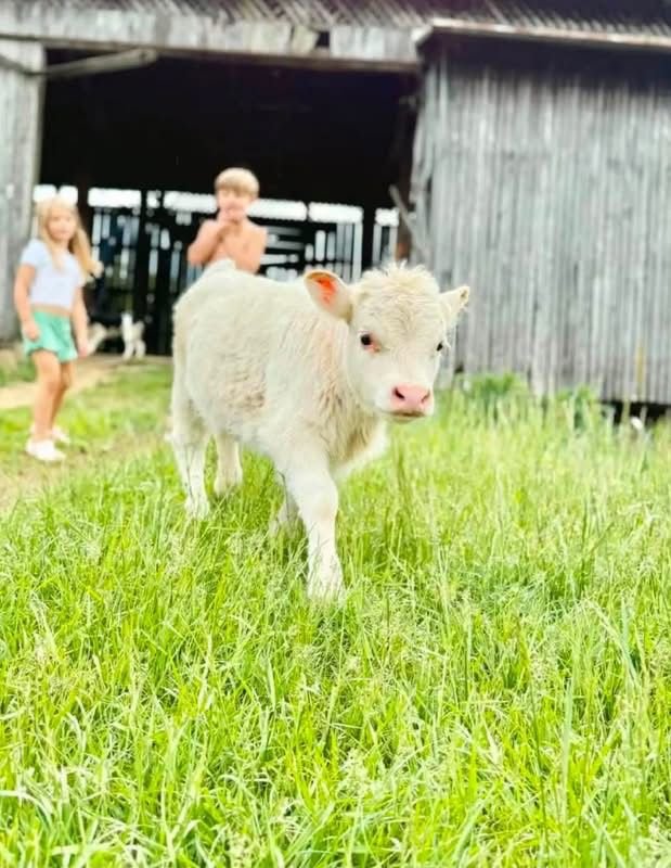 Willow 4 month old female Mini Highland Heifer