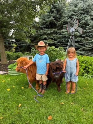 Fluffy Mini Highland calf at Willow Creek