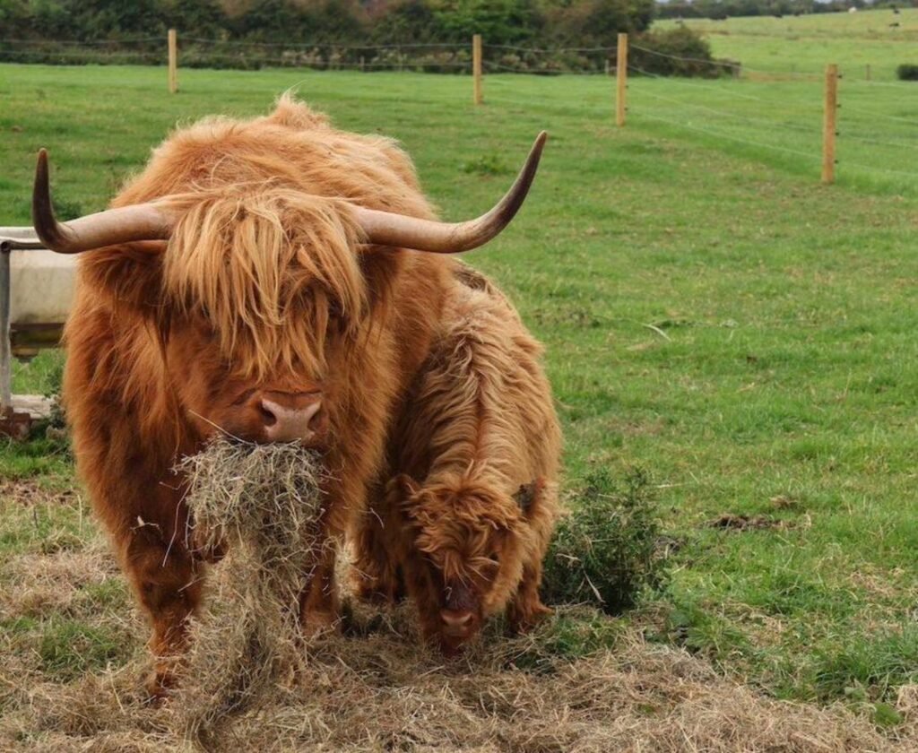 Mini Highland cow eating grass in a pasture