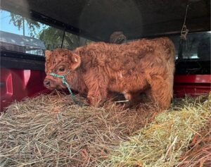 Angus 4-month-old Mini Highland Heifer