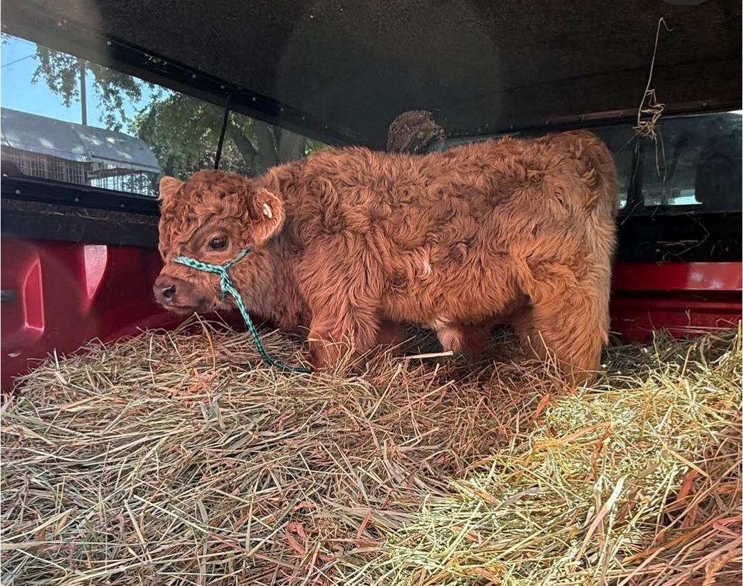 Angus 4-month-old Mini Highland Heifer