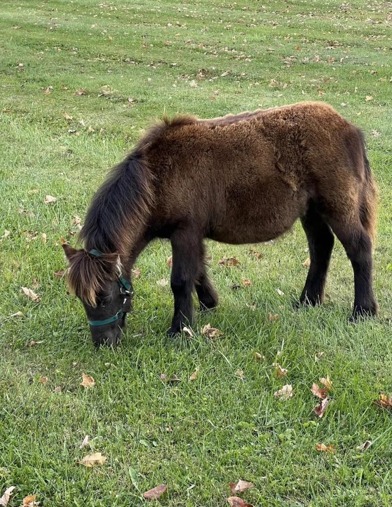 Mini Highland cow eating grass in a pasture