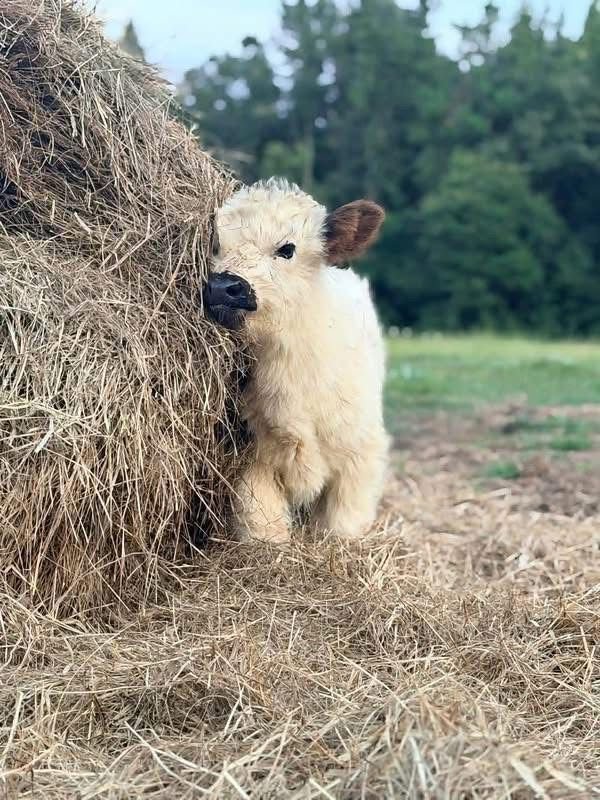 Mini Highland calf receiving regular handling