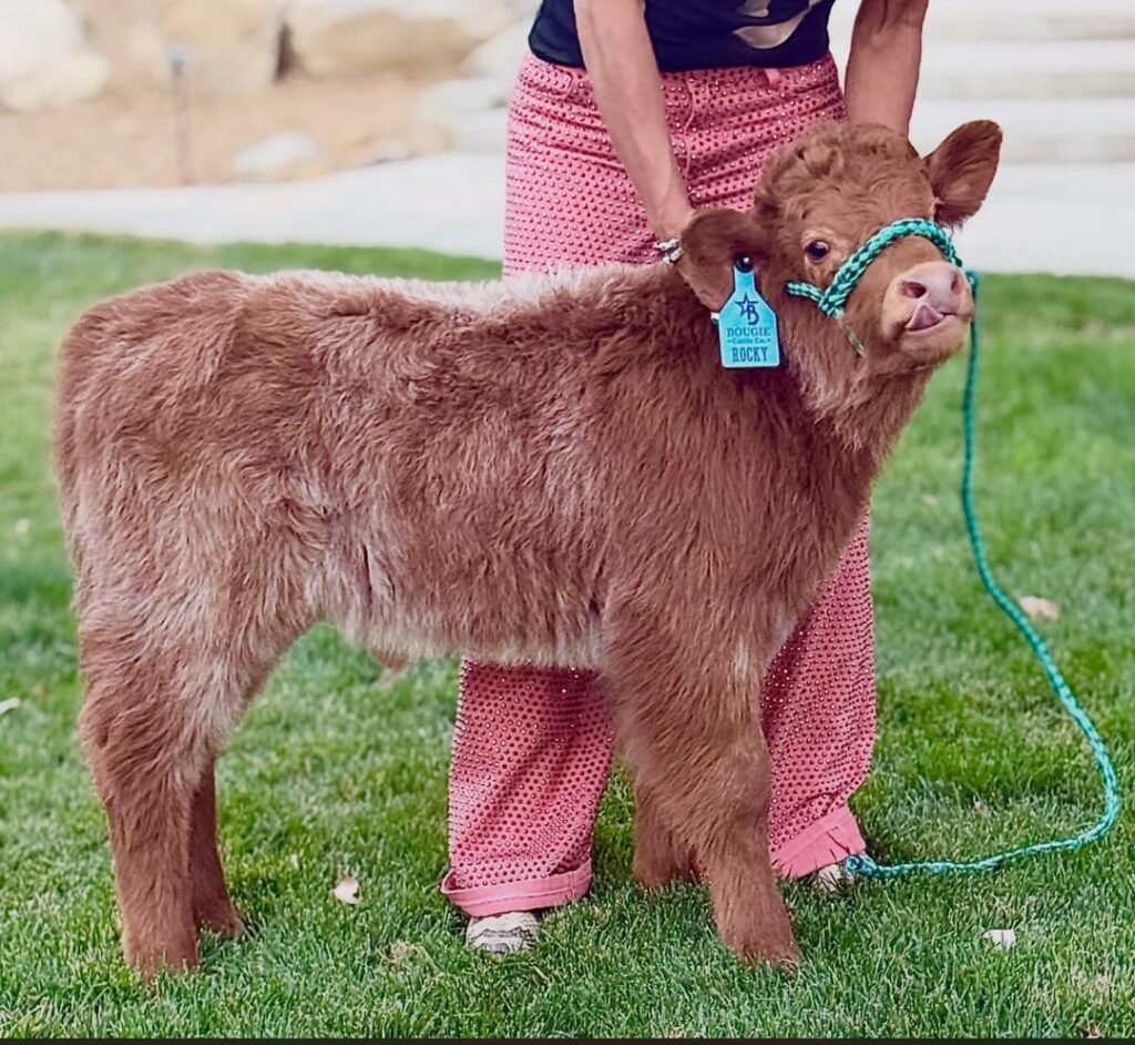Mini Highland cow on a farm