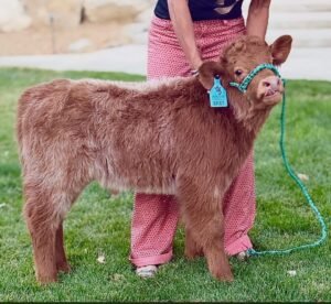 Bingo, a 4-month-old Mini Highland Bull