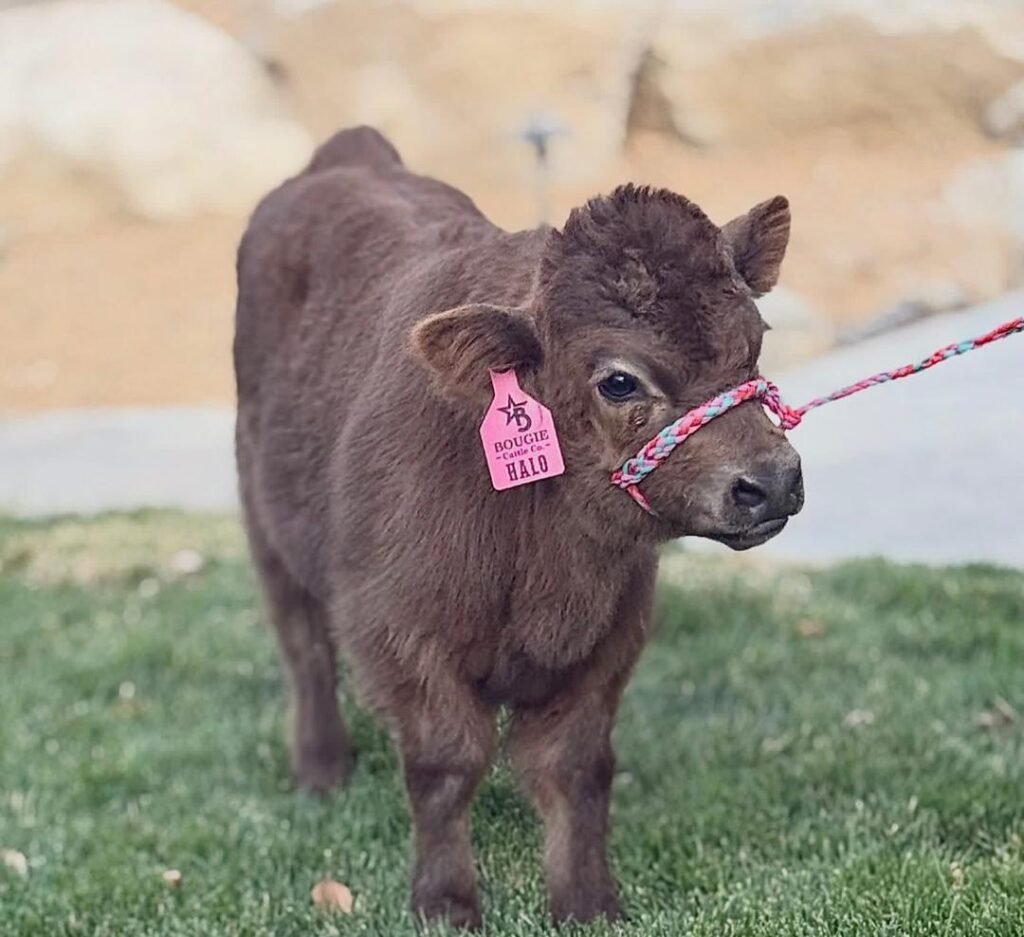 Mini Highland cow on a farm
