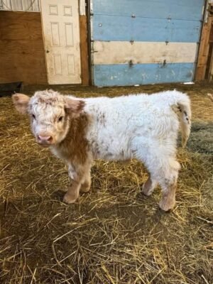 Bella 4-month-old Mini Highland Heifer