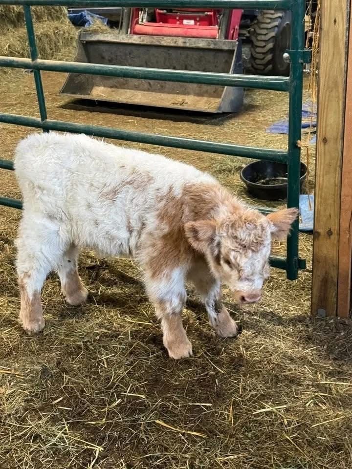 Mini Highland cow on a farm