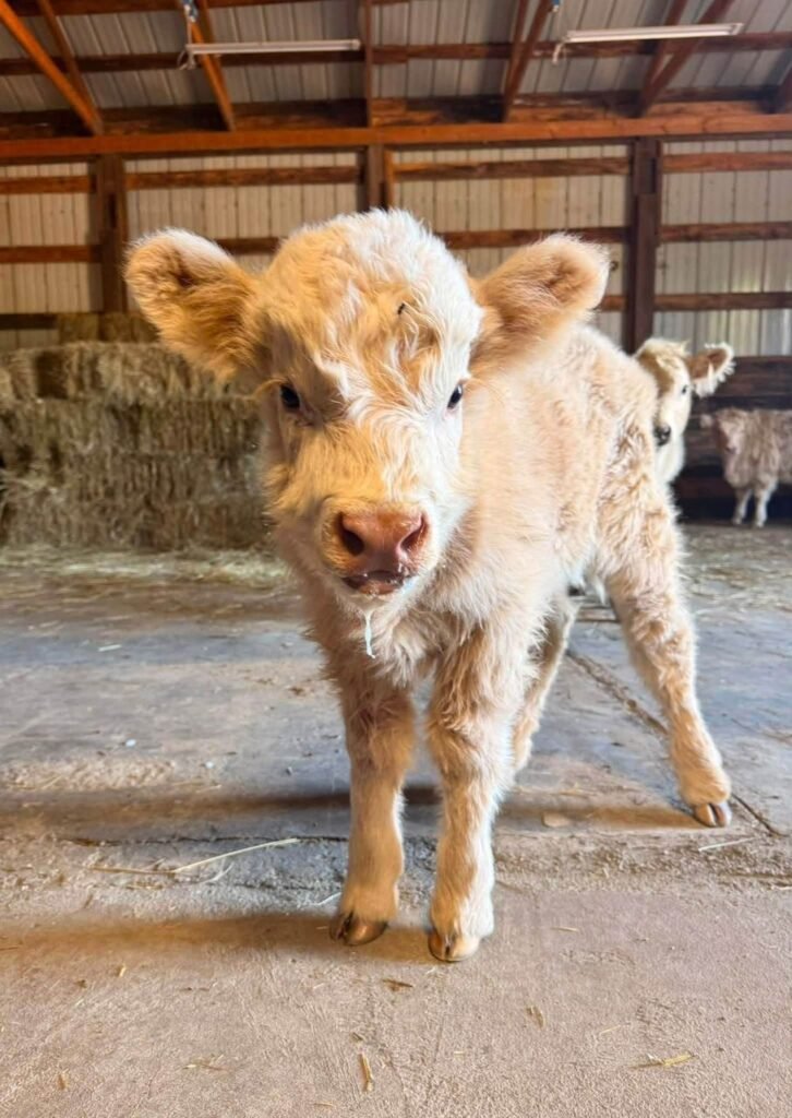 Mini Highland cow on a farm