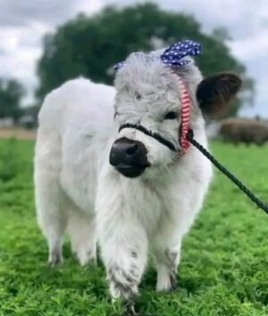 Rosie 4-month-old Mini Highland Heifer