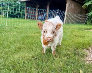 Mochi 5-month-old Mini Highland Heifer