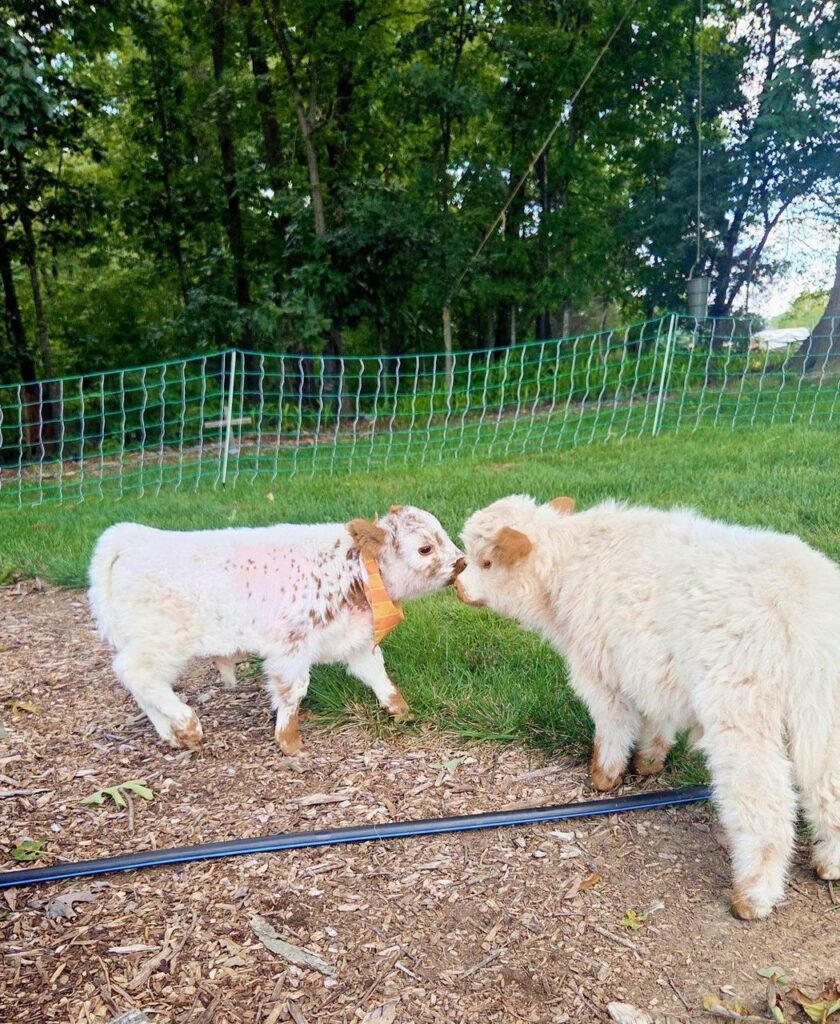 Mini Highland cow on a farm