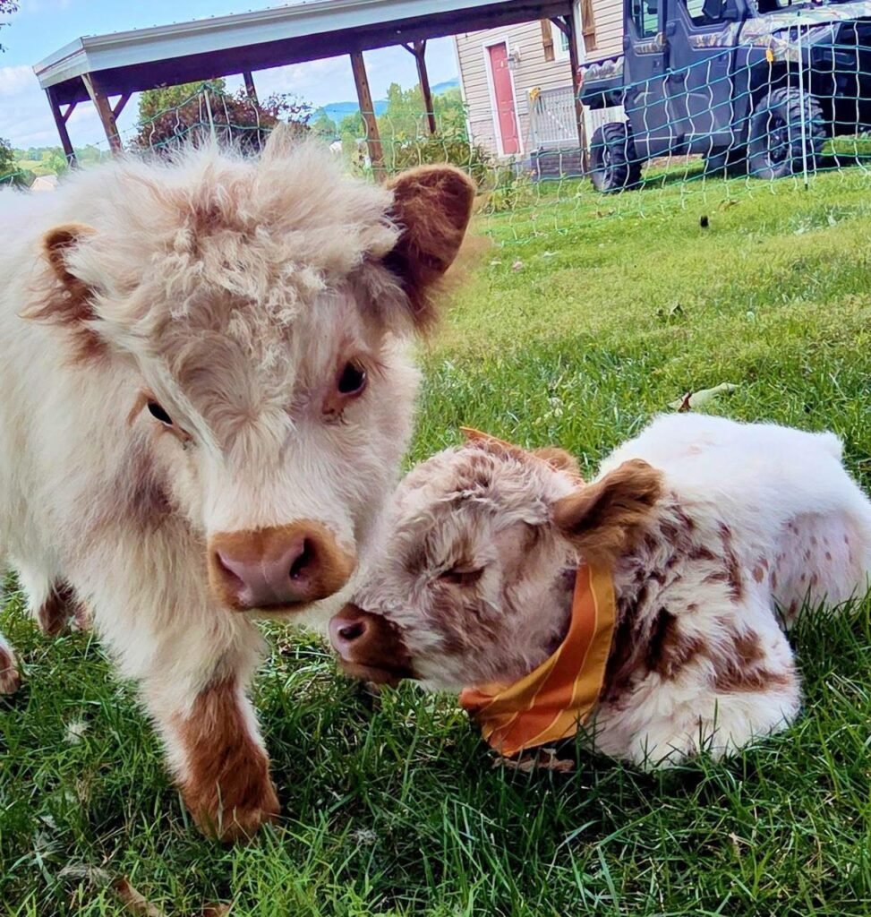 Mini Highland cow available at Willow Creek Mini Highlands