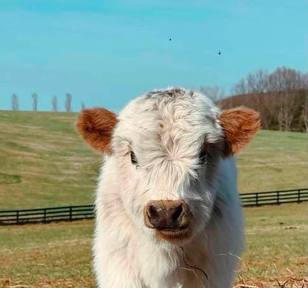 Mini Highland cow on a farm