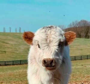 Dolly 4-month-old Mini Highland Heifer