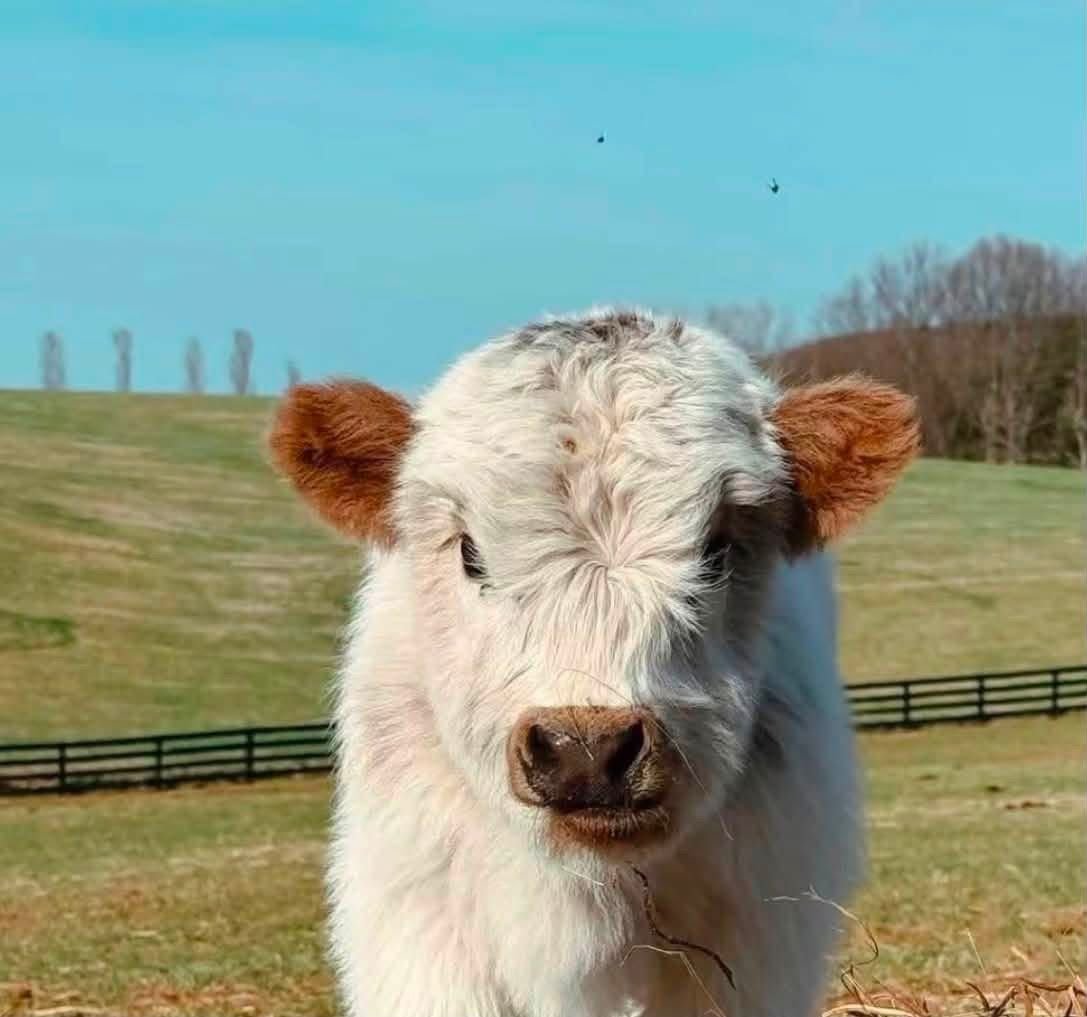 Dolly 4-month-old Mini Highland Heifer