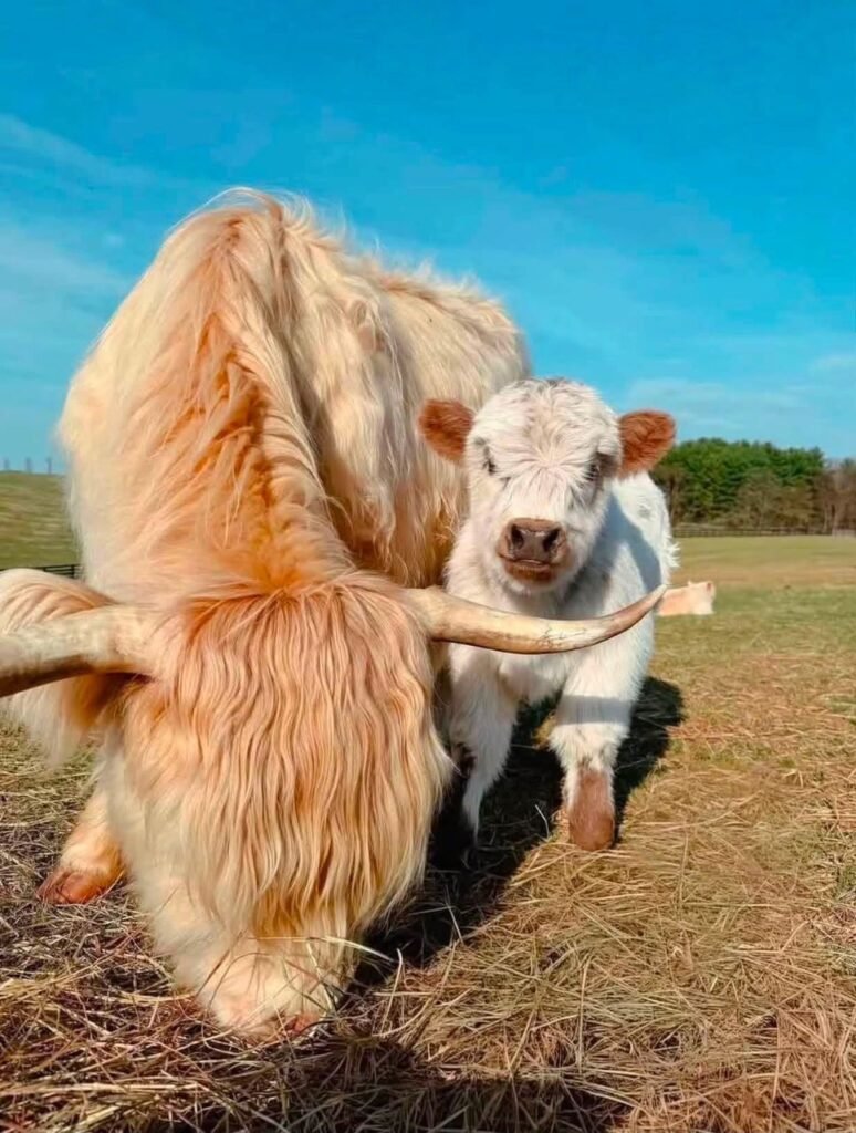 Mini Highland cow on a farm