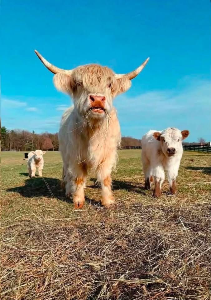 Dolly 4-month-old Mini Highland Heifer