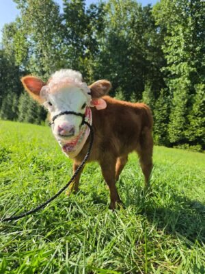 Luna 5-month-old Mini Highland Heifer