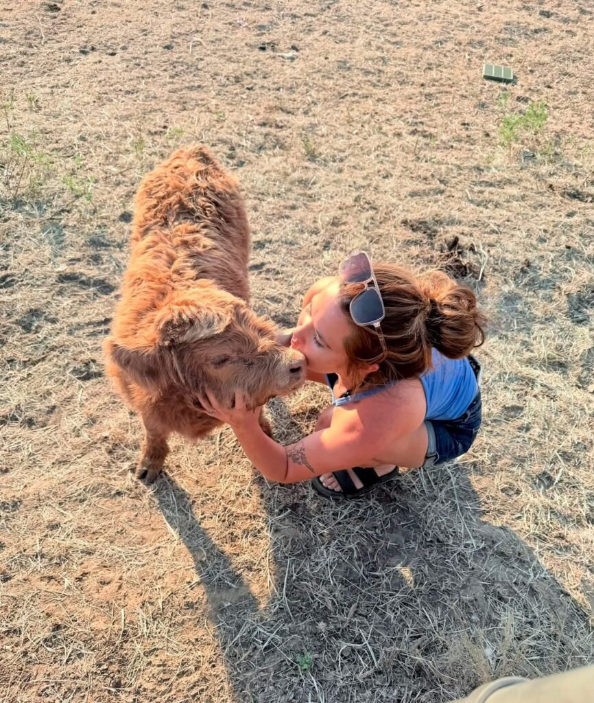  Consider health, appearance, color, and overall condition when choosing cattle.
