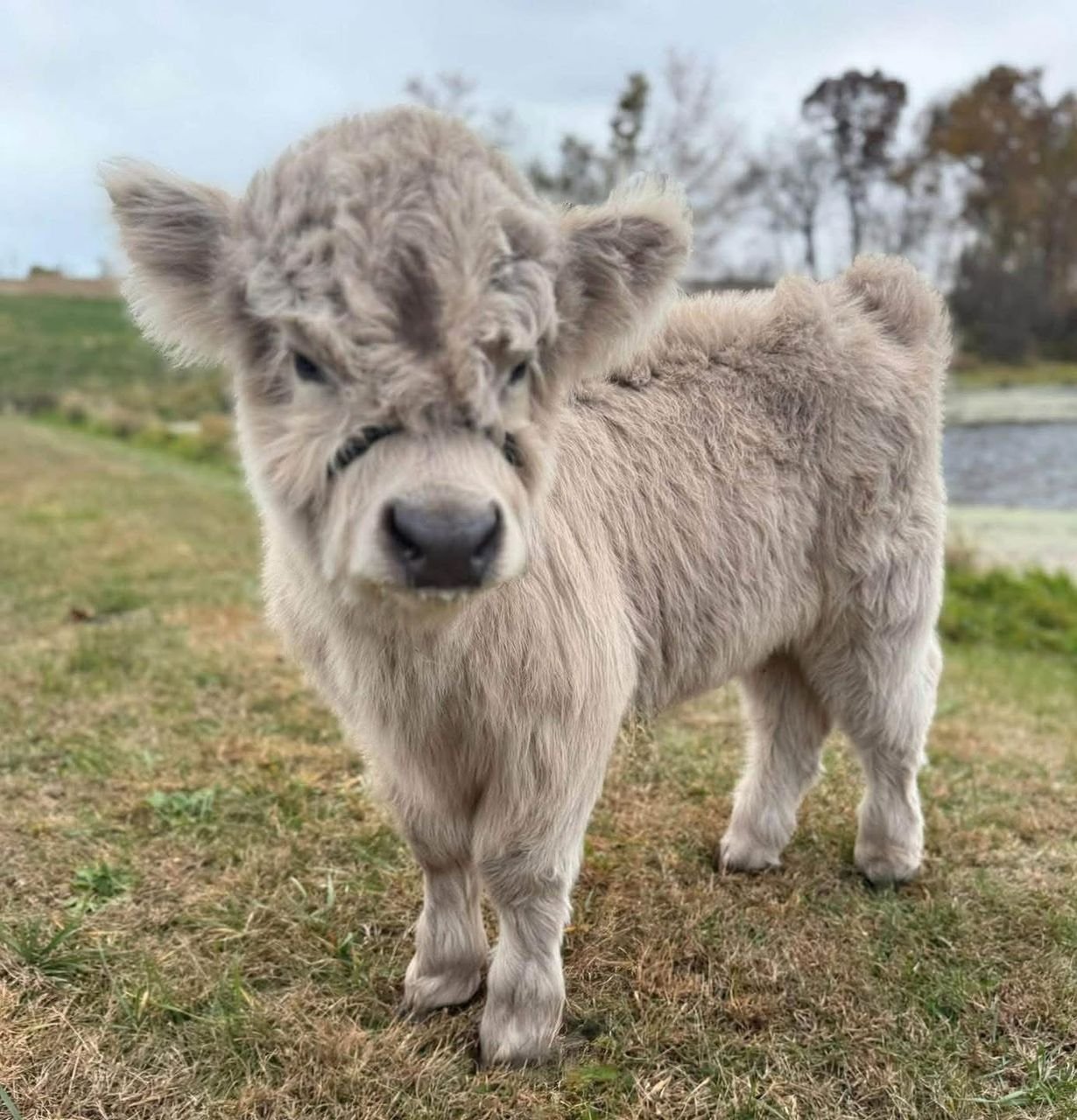 Dybala, a 5-month-old Mini Highland Bull